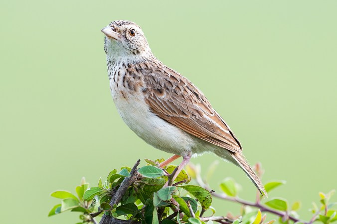 Rufous-naped Lark by Leander Khil -Organikos