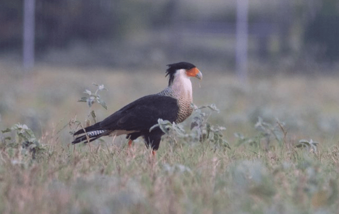 Crested Caracara by Richard Kostecke - Organikos