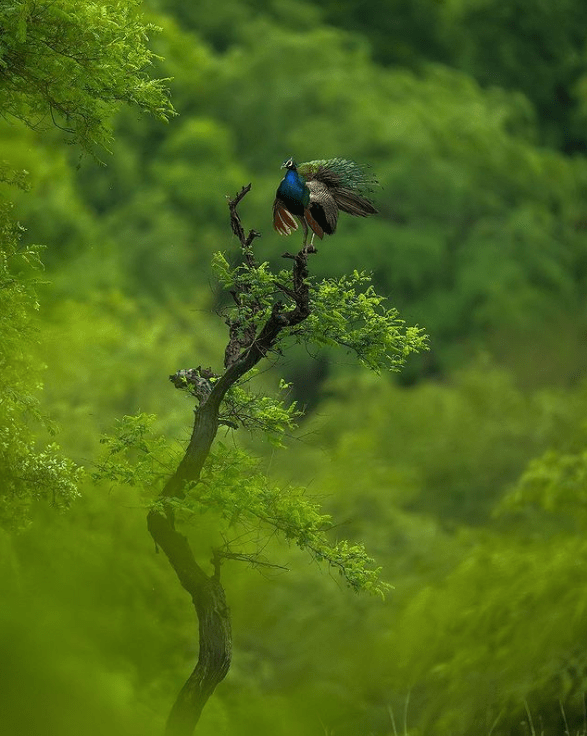 Indian Peacock by Sudhir Shivaram - Organikos