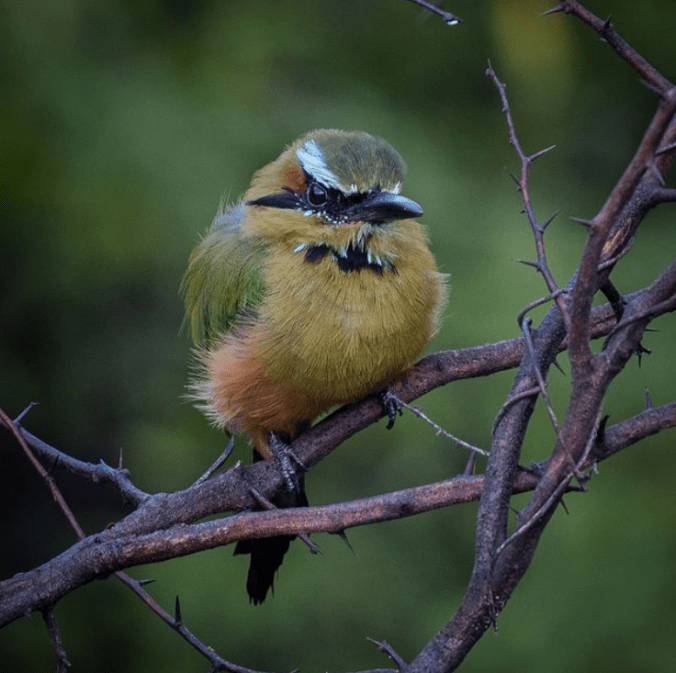 Turquoise-browed Motmot by Daniel Aldana - Organikos