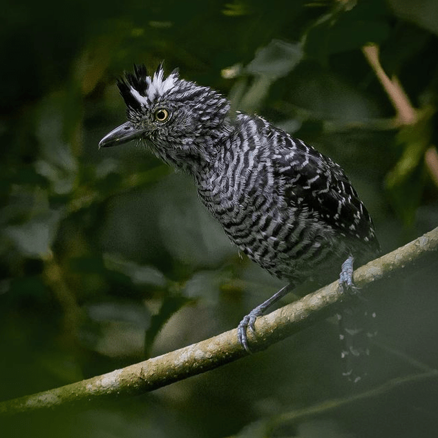 Barred Antshrike by Daniel Aldana - Organikos