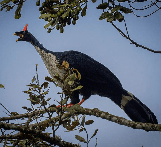 Horned Guan by Daniel Aldana - Organikos