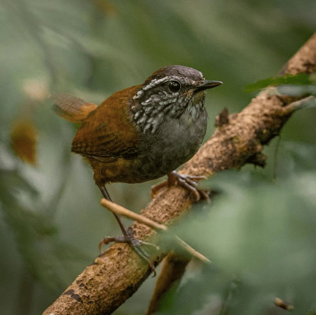 Gray-breasted Wood-Wren by Daniel Aldana - Organikos