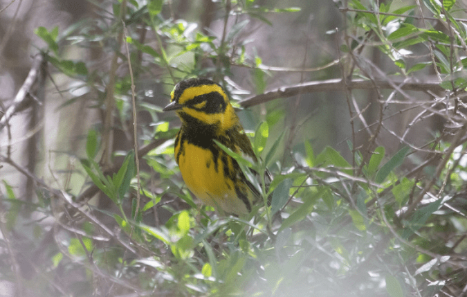 Townsend's Warbler by Richard Kostecke - Organikos