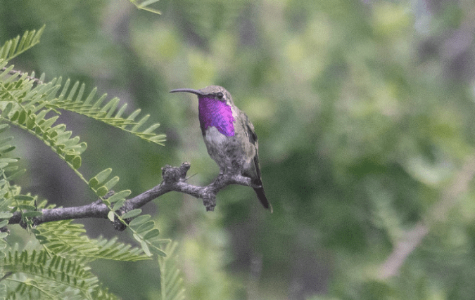 Lucifer Hummingbird by Richard Kostecke - Organikos
