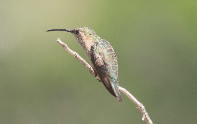 Lucifer Hummingbird by Richard Kostecke - Organikos