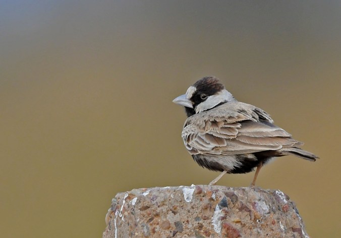 Black-crowned Sparrow-Lark by Puneet Dhar - Organikos