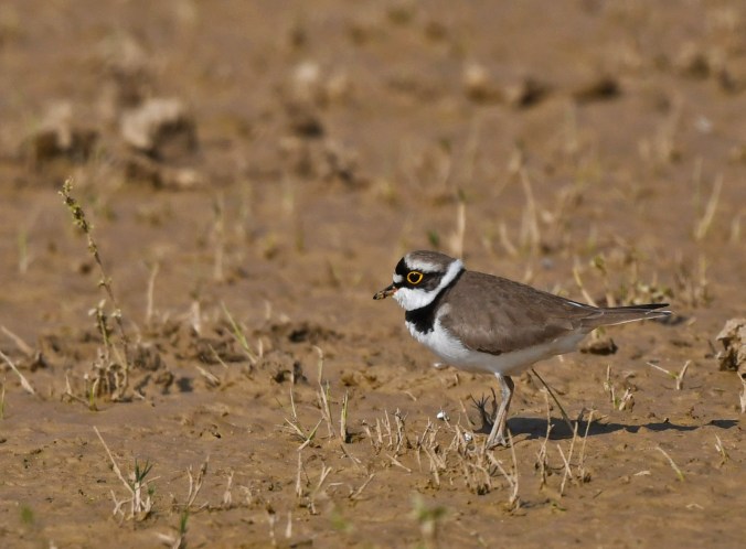 Little Ringed Plover by Puneet Dhar - Organikos