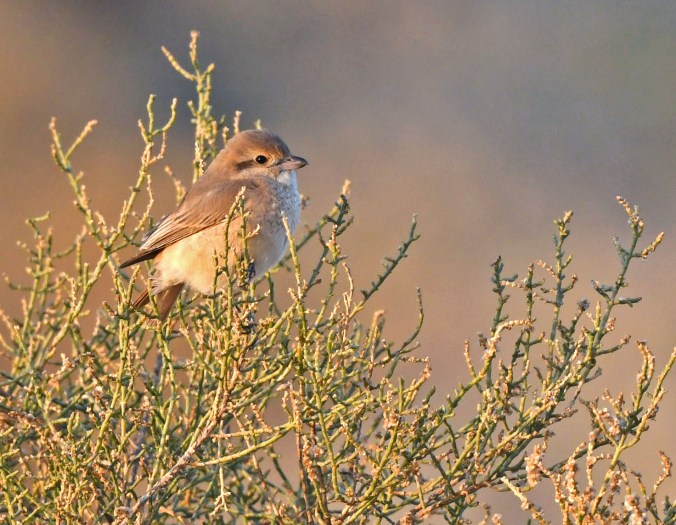 Isabelline Shrike by Puneet Dhar - Organikos