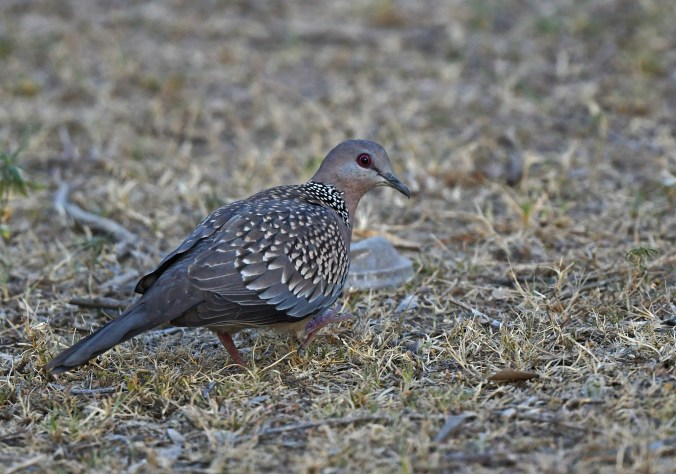 Spotted Dove by Puneet Dhar - Organikos