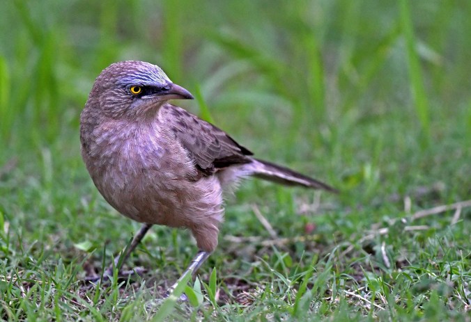 Large Grey Babbler by Puneet Dhar - Organikos