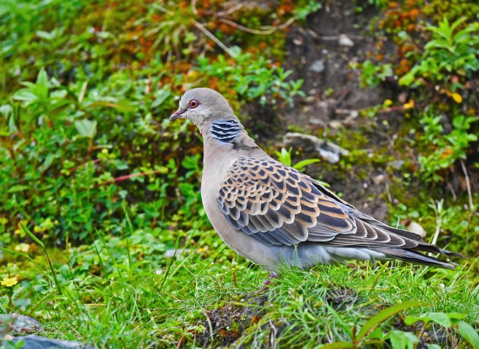Oriental Turtle-Dove by Puneet Dhar - Organikos