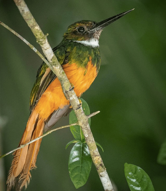 Rufous-tailed Jacamar by Daniel Aldana - Organikos