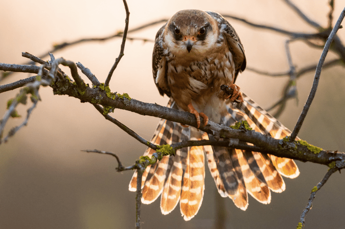 Red-footed Falcon by Leander Khil - Organikos