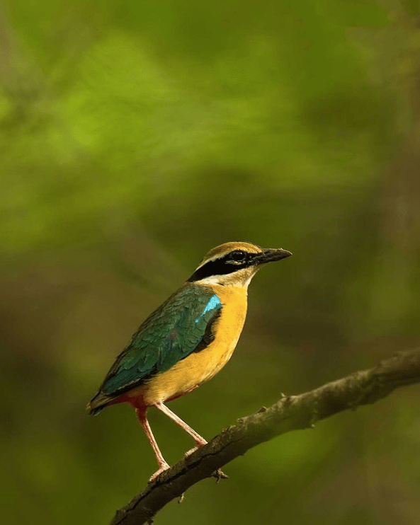 Indian Pitta by Sudhir Shivaram -Organikos