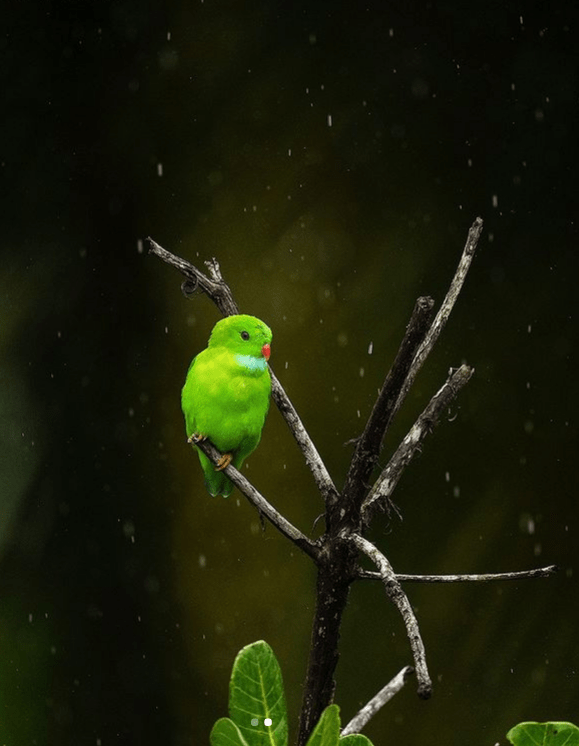 Vernal Hanging Parrot by Sudhir Shivaram - Organikos