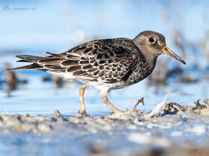 Purple Sandpiper by Leander Khil - Organikos