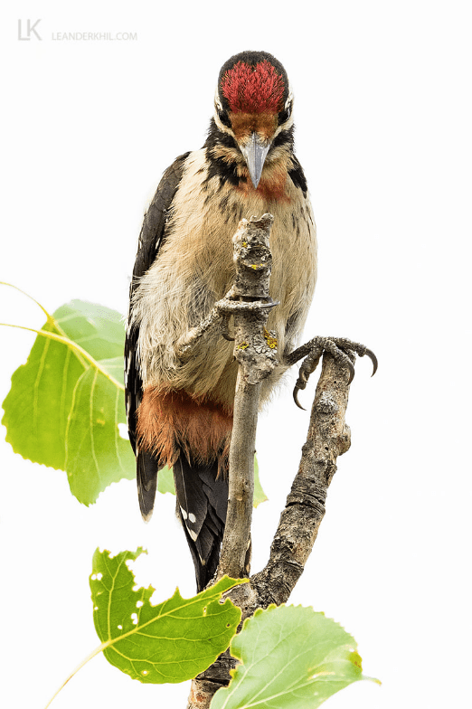 Syrian Woodpecker by Leander Khil - Organikos