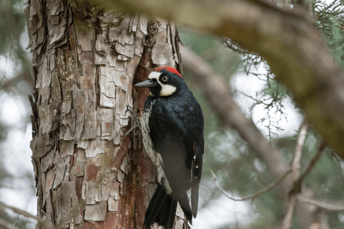 Acorn Woodpecker by Richard Kostecke - Organikos