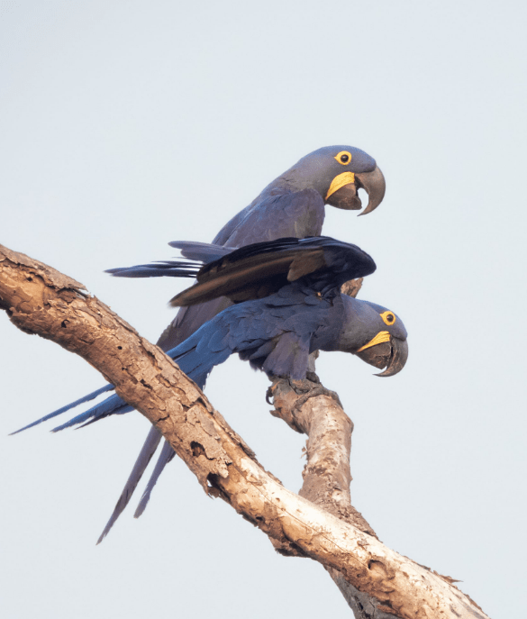 Hyacinth Macaw by Hugo Santa Cruz - Organikos