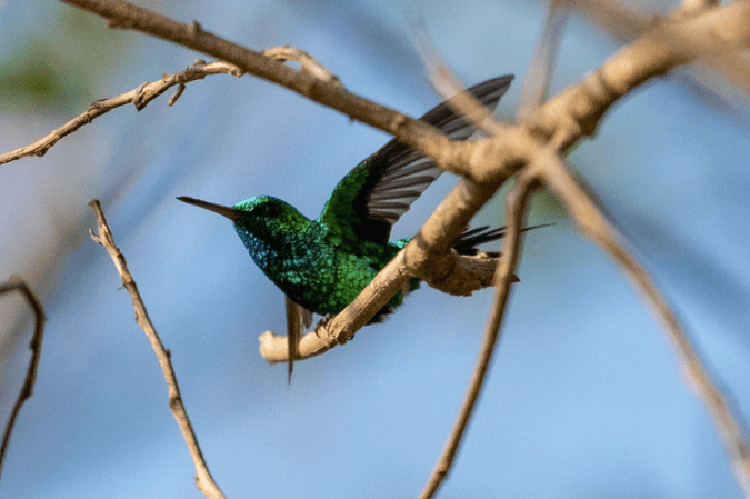 Shining Green Hummingbird by Richard Kostecke - Organikos