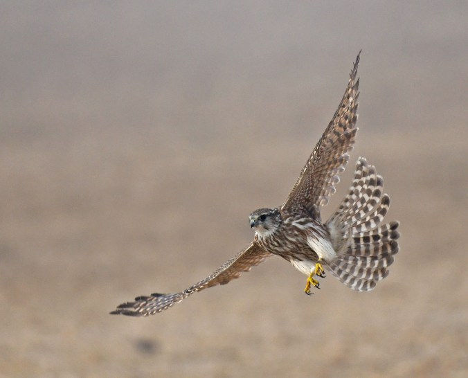 Merlin by Puneet Dhar - Organikos