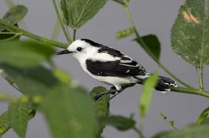 Pied Water-tyrant by Richard Kostecke - Organikos