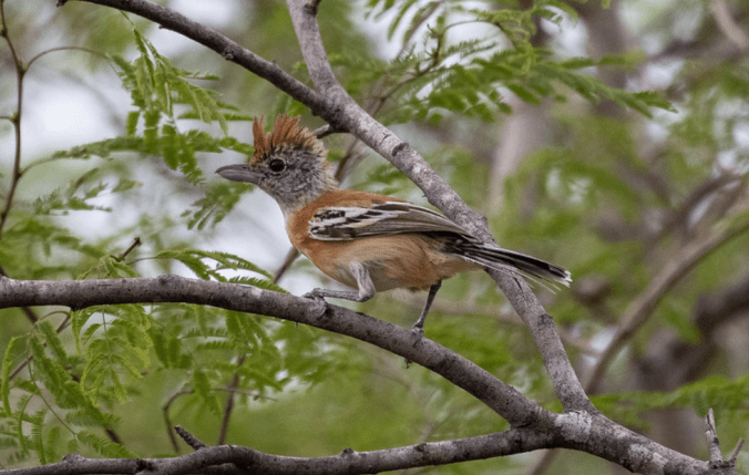 Black-crested Antshrike by Richard Kostecke - Organikos