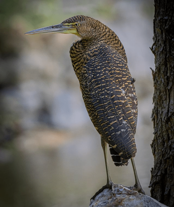 Bare-throated Tiger-Heron by Daniel Aldana - Organikos