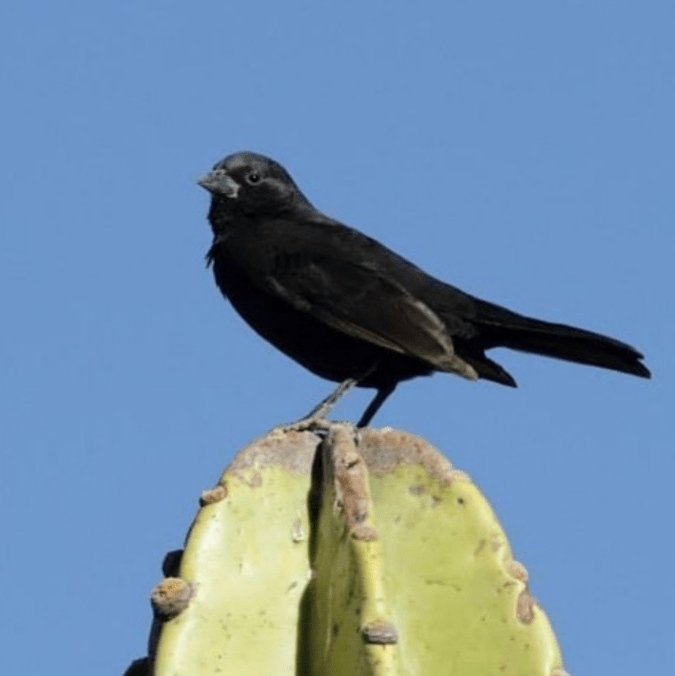 Bolivian Blackbird by Hugo Santa Cruz - Organikos
