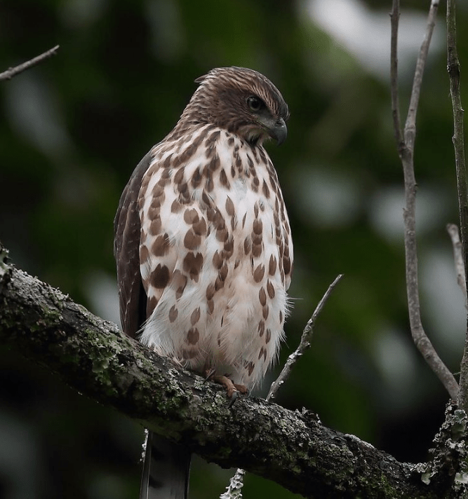 Crested Goshawk by Gururaj Moorching - Organikos
