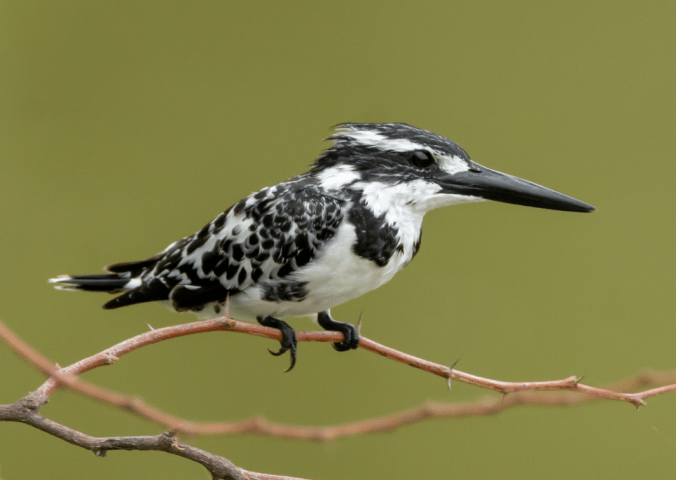 Pied Kingfisher by Ramesh Desai - Organikos