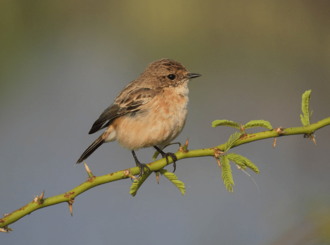 Siberian Stonechat by Ramesh Desai - Organikos