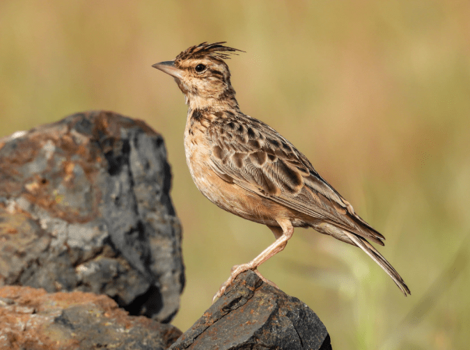 Tawny Lark by Ramesh Desai - Organikos