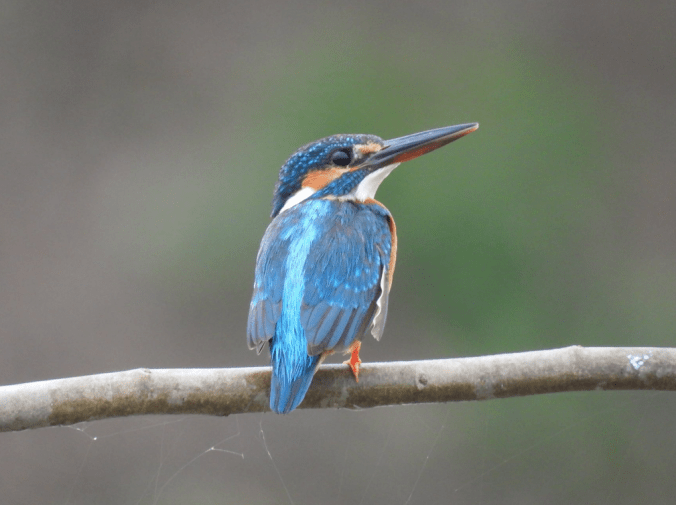 Common Kingfisher by Ramesh Desai - Organikos
