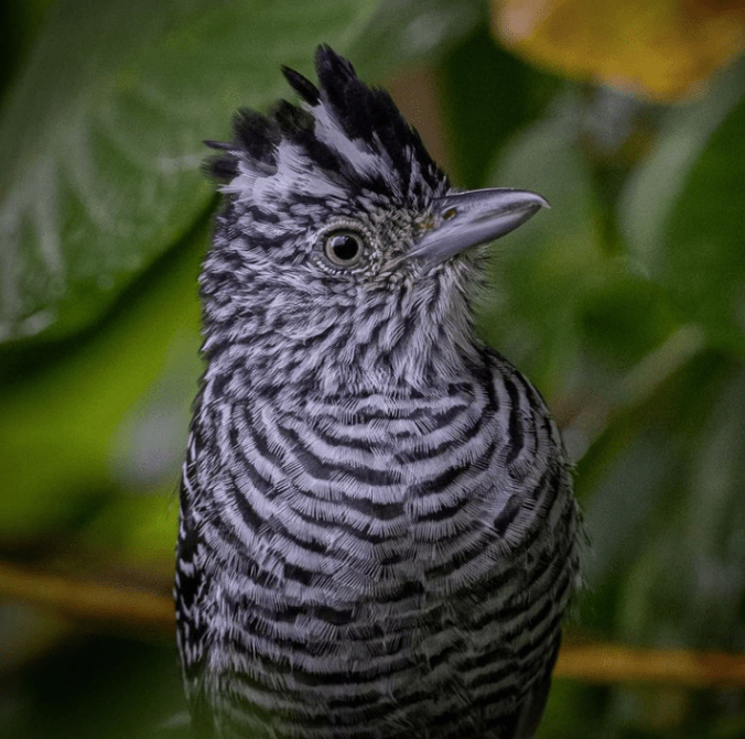 Barred Antshrike by Daniel Aldana - Organikos
