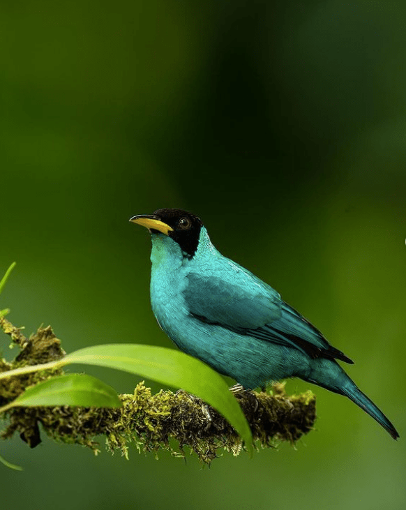 Green Honeycreeper by Sudhir Shivaram - Organikos