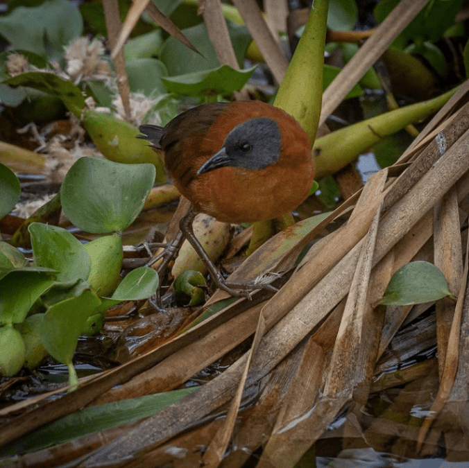 Ruddy Crake  by Daniel Aldana - Organikos