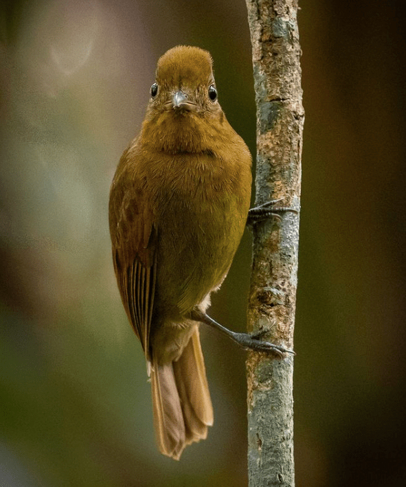 Northern Schiffornis by Daniel Aldana - Organikos