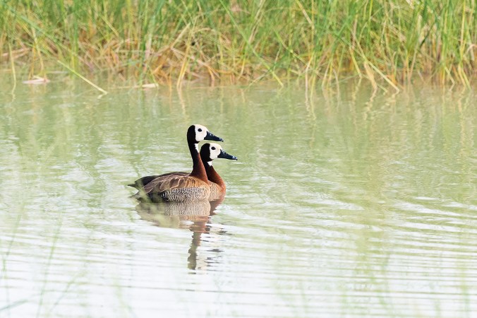 White-faced Whistling-Duck by Leander Khil - Organikos