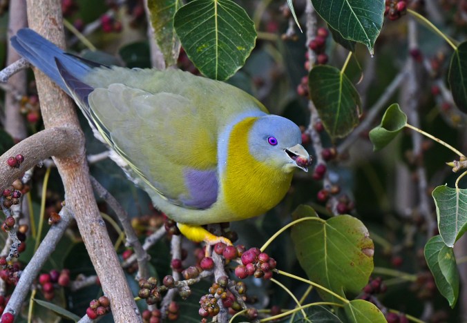 Yellow-footed Green Pigeon by Puneet Dhar - Organikos