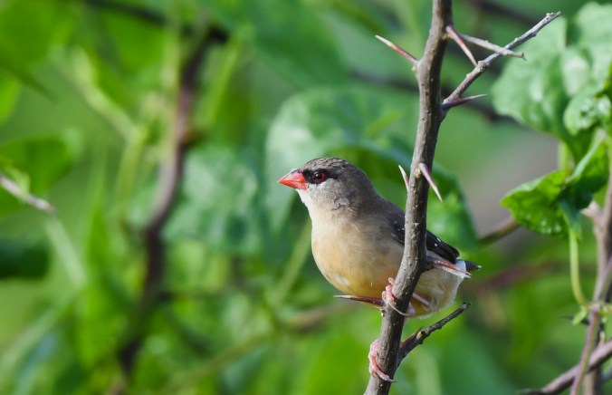 Red Avadavat by Puneet Dhar - Organikos