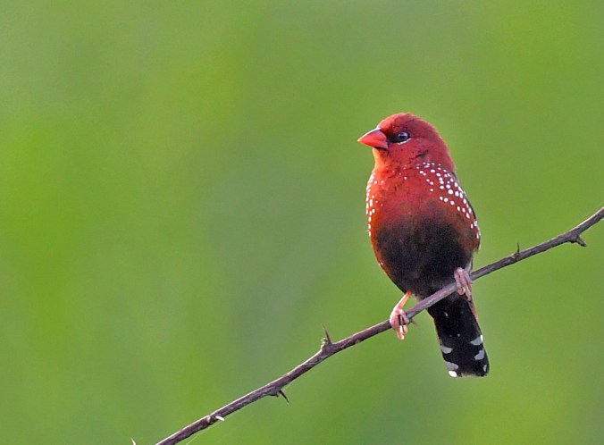 Red Avadavat by Puneet Dhar - Organikos