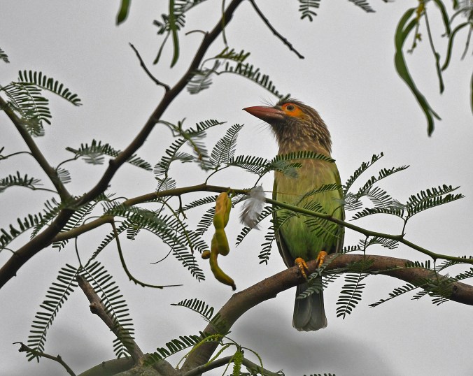 Brown-headed Barbet by Puneet Dhar - Organikos
