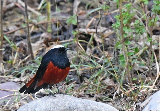 White-capped Redstart by Puneet Dhar - Organikos