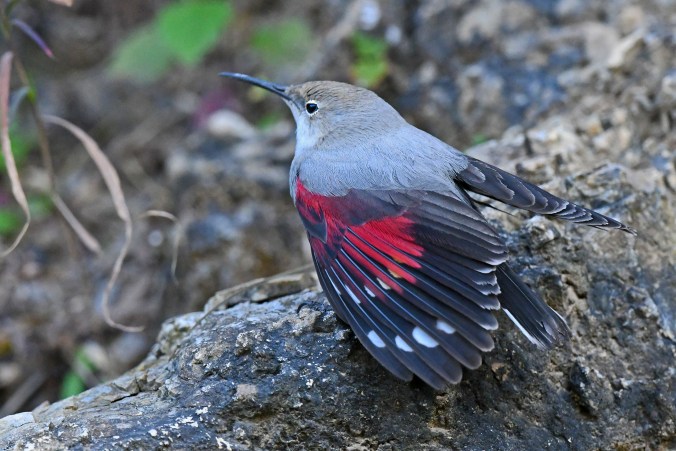 Wallcreeper by Puneet Dhar - Organikos
