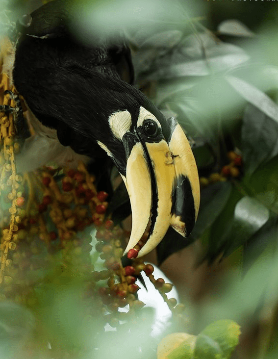 Oriental Pied-Hornbill by Sudhir Shivaram - Organikos