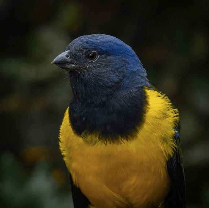 Black-chested Mountain-Tanager by Daniel Aldana - Organikos