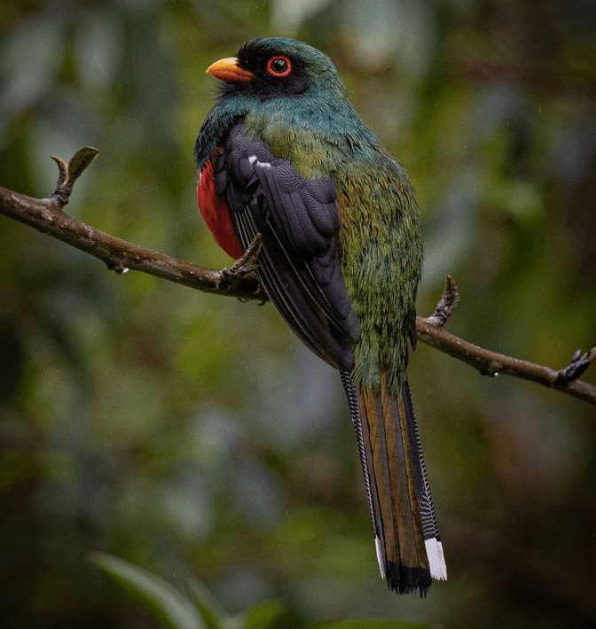 Masked Trogon by Daniel Aldana - Organikos