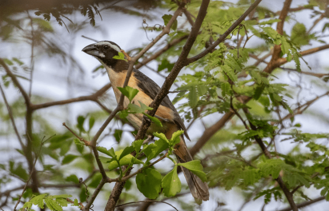 Orinocan Saltator by Richard Kostecke - Organikos